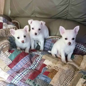 Adorable Snow White Chihuahua puppies. Viber: 00237 653 81 7429 | PostAds PH