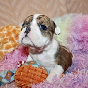 AKC registered English Bulldog puppies. Viber: 00237 653 81 7429 | PostAds PH