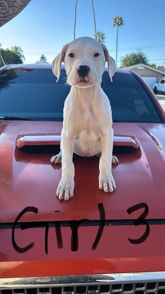 Dogo Argentino Pups.  Viber: 00237 653 81 7429