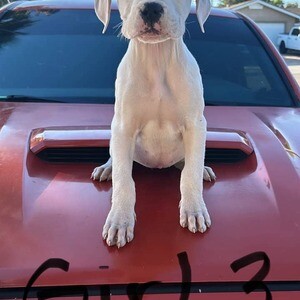 Dogo Argentino Pups. Viber: 00237 653 81 7429 | PostAds PH