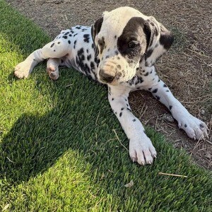 Dalmatian puppy. Viber: 00237 653 81 7429 | PostAds PH