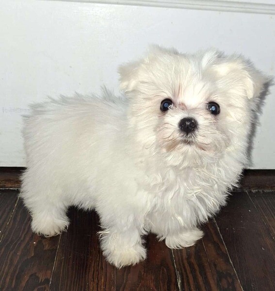 Beautiful Maltese Puppies. Viber: 00237 653 81 7429
