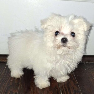 Beautiful Maltese Puppies. Viber: 00237 653 81 7429 | PostAds PH