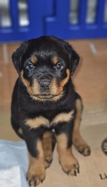 AKC Rotweiller puppies. Viber: 00237 653 81 7429