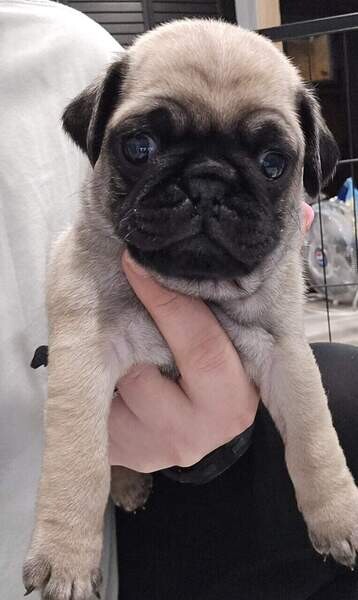 Dashing Pug puppies. Viber: 00237 653 81 7429