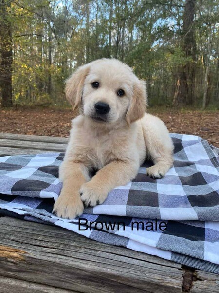Cute Golden retriever puppies.  Viber: 00237 653 81 7429