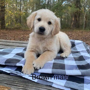 Cute Golden retriever puppies. Viber: 00237 653 81 7429 | PostAds PH