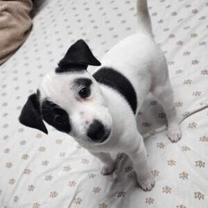Jack russel puppies. Viber: 00237 653 81 7429 | PostAds PH