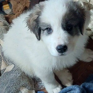 Great pyrenees puppies. Viber: 00237 653 81 7429 | PostAds PH