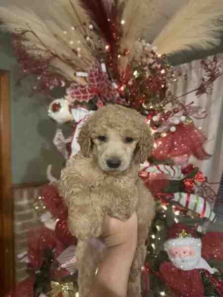 Standard poodles puppies.  Viber: 00237 653 81 7429