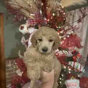 Standard poodles puppies. Viber: 00237 653 81 7429 | PostAds PH