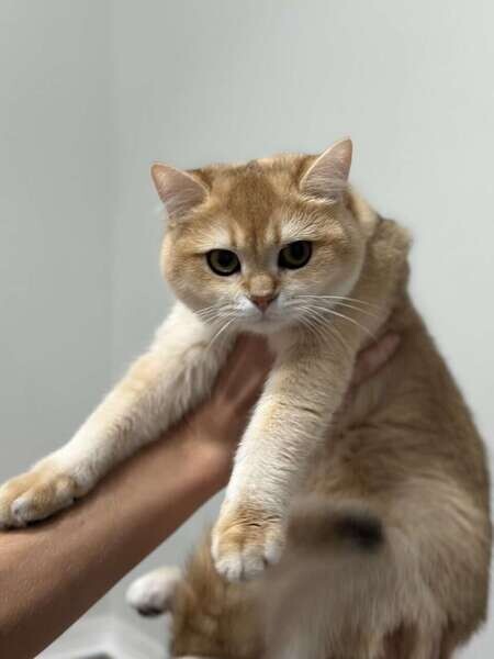 Gold Scottish straight kittens.  Viber: 00237 653 81 7429
