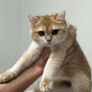 Gold Scottish straight kittens. Viber: 00237 653 81 7429 | PostAds PH