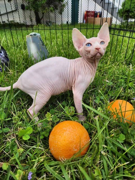 Canadian Sphynx kittens.  Viber: 00237 653 81 7429