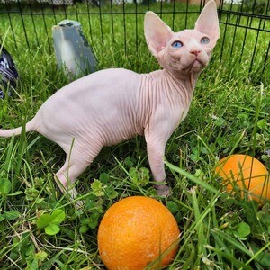 Canadian Sphynx kittens. Viber: 00237 653 81 7429 | PostAds PH