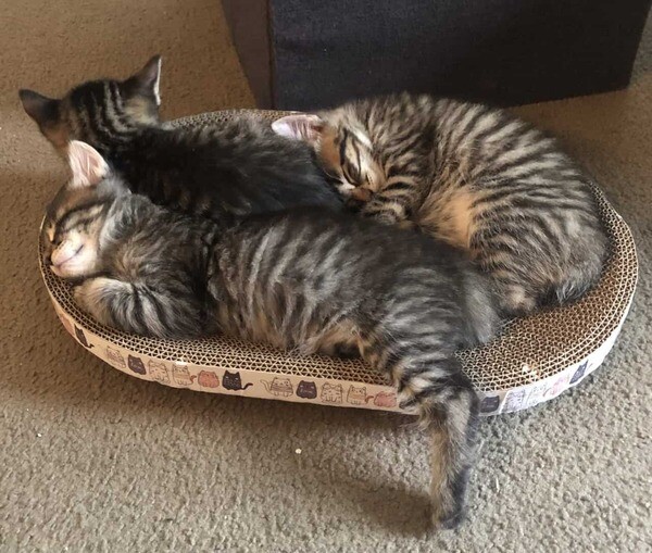BobTail kittens Viber: 00237 653 81 7429