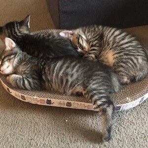 BobTail kittens Viber: 00237 653 81 7429 | PostAds PH