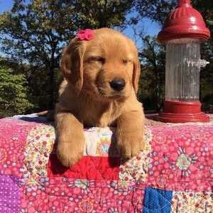 Golden retriever Viber: +237678873199 | PostAds PH