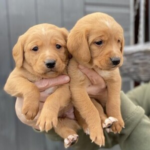 Labrador retriever puppies available | PostAds PH