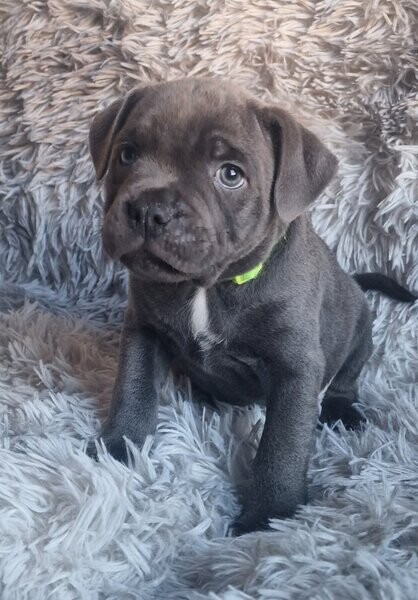 Blue Staffordshire Bull Terriers