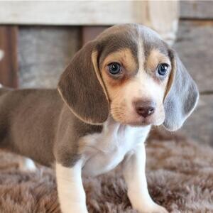 Pockets Tri-Colors Beagle Puppies ready | PostAds PH