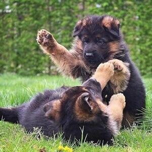German Shepherd Puppies ( KC ) | PostAds PH