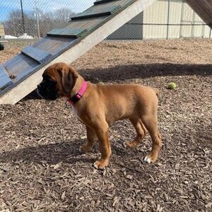 Boxer Puppies For Sale | PostAds PH