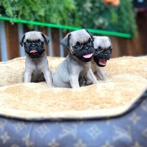 Black & Fawn Pugs Puppies For Sale | PostAds PH