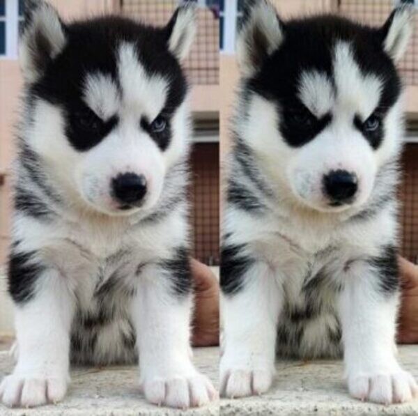 Blue Eyes Siberian Husky Puppies