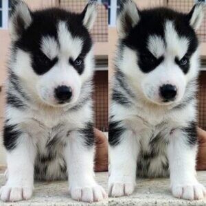 Blue Eyes Siberian Husky Puppies | PostAds PH