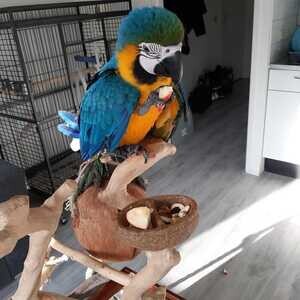 Love Macaw parrot Viber: +63 9128023780 | PostAds PH