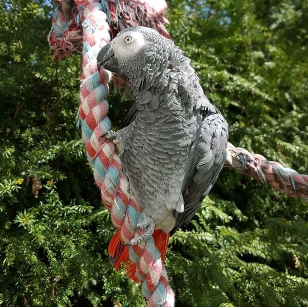 Sweet African gray birds Viber: 63 9128023780 