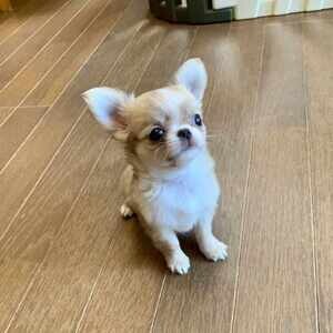 Sweet Chihuahua Puppies Viber: 63 9128023780 | PostAds PH
