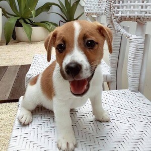 Sweet Jack Russell puppies Viber: 63 9128023780 | PostAds PH