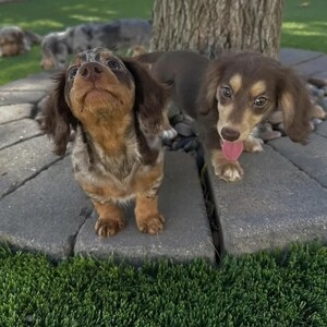 Sweet dachshund Viber: 63 9128023780 | PostAds PH