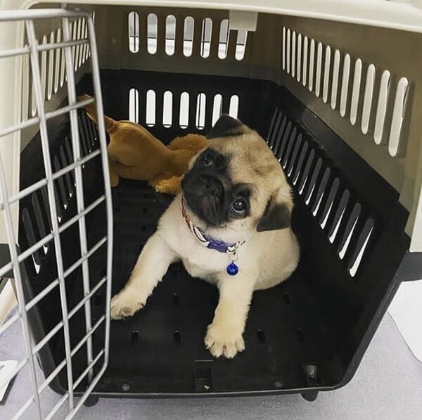 Sweet Pug puppy Viber: 63 9128023780 