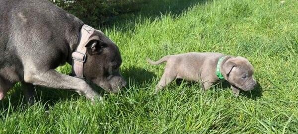 Staffordshire Bull Terrier Puppies for sale