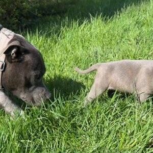 Staffordshire Bull Terrier Puppies for sale | PostAds PH