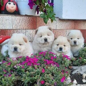 Chow Chow Chow | PostAds PH