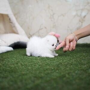 Purebred Pomeranian Puppies | PostAds PH