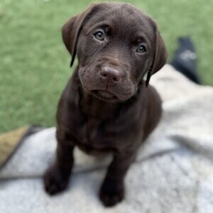 Labrador retriever puppies available. | PostAds PH