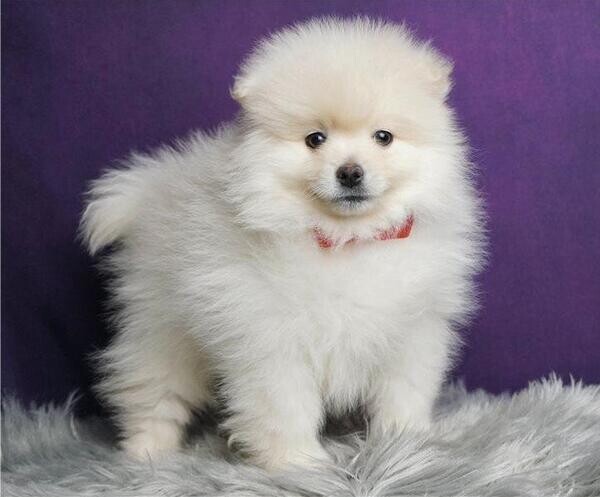 Sired Teacups Pomeranian
