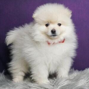 Sired Teacups Pomeranian | PostAds PH