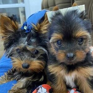 Teacups Yorkshire Terrier Puppies | PostAds PH