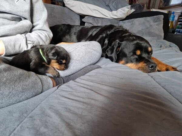 Raised Rottweiler Puppies