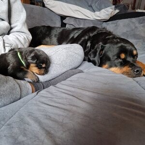 Raised Rottweiler Puppies | PostAds PH