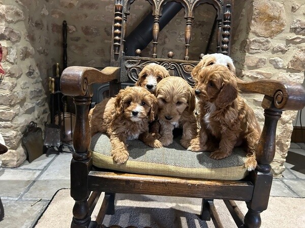Cockapoos Puppies For Sale