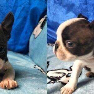 Boston Terrier Puppies | PostAds PH