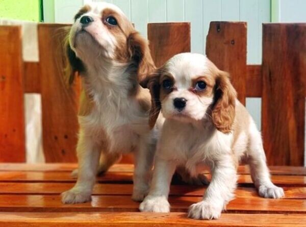 Cavalier King Charles Spaniel puppies Ready