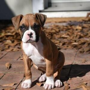 Boxer Puppies vaccinated | PostAds PH